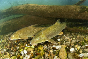 Common Barbel by Mathieu Foulquié 